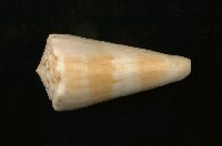 藏品(橘紅芋螺)的圖片